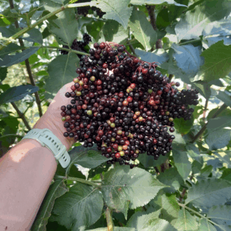 Vlier sambucus nigra Notengaard Bisschop